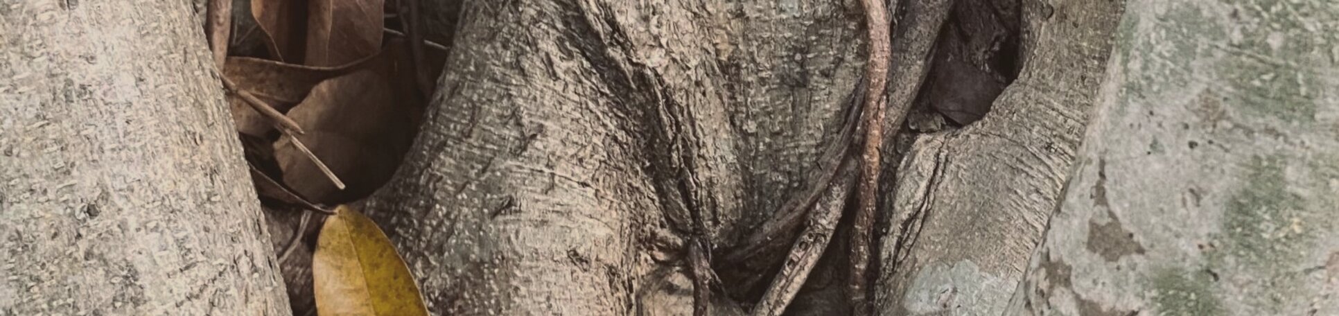 Banyan tree canopy