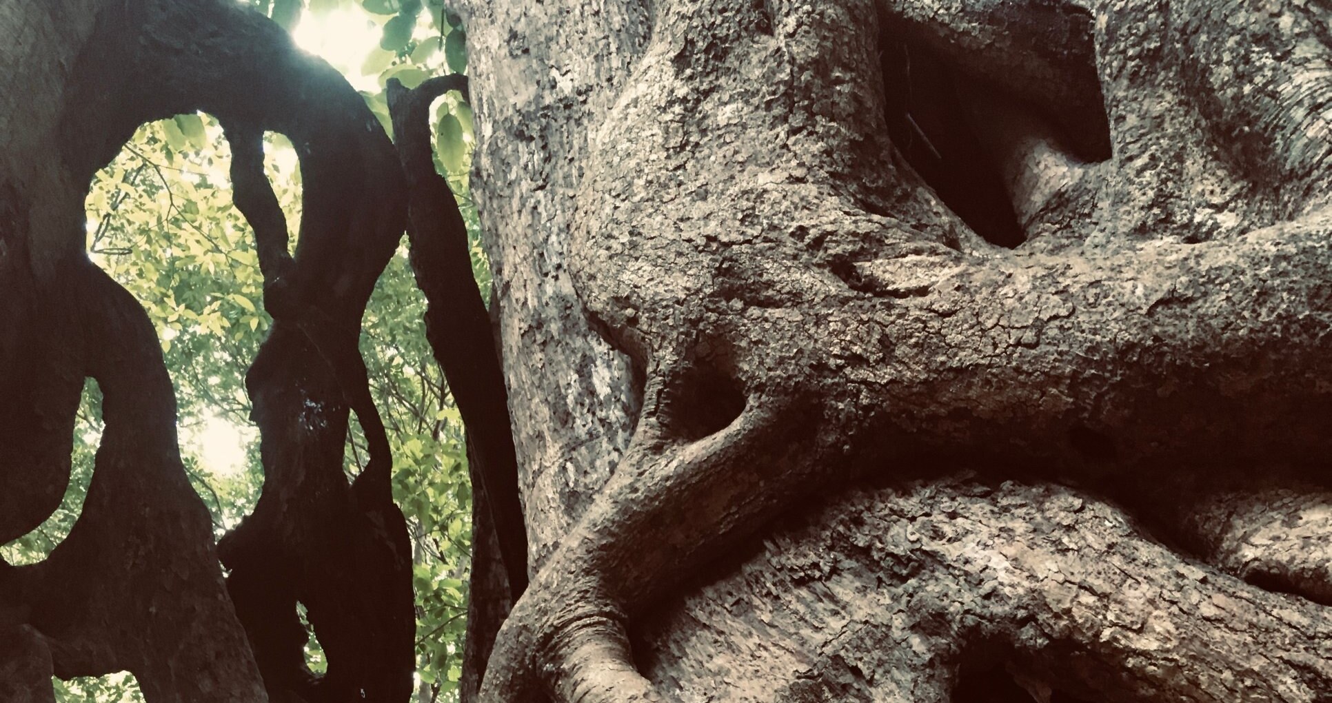 The spreading roots of an ancient banyan tree